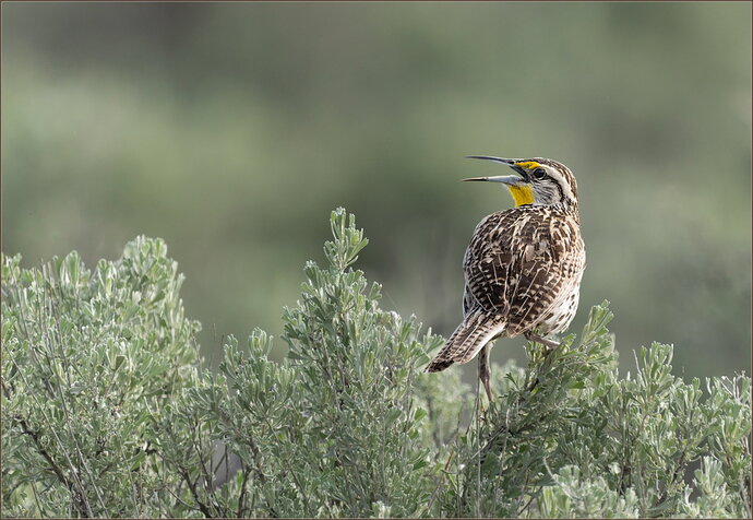 Western Meadowlark