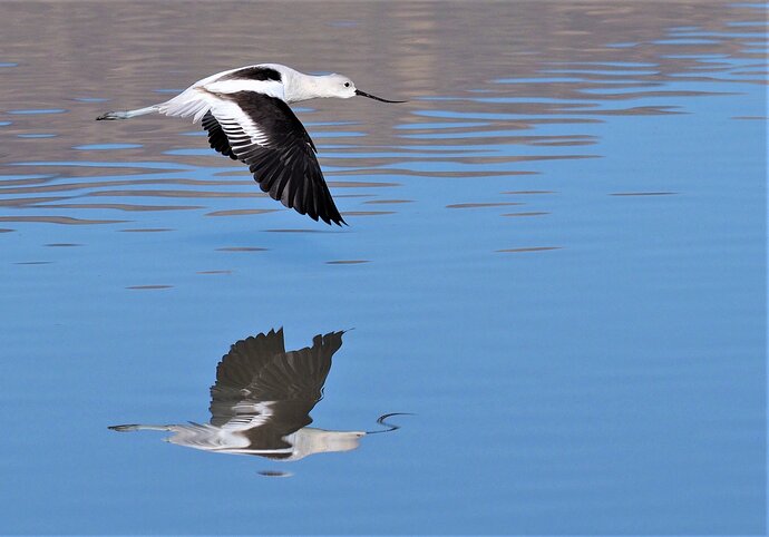 American Avocet, Winter Colors