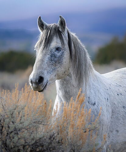 A Gentle Wild Horse.jpg