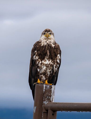 tetons-juvi-eagle-stare-2023-dcampbell.jpg