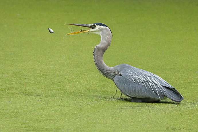 Attempted Escape-4.jpg