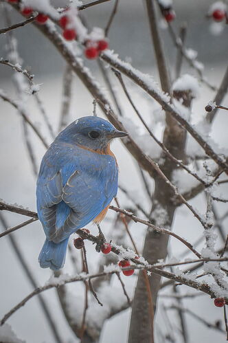 Bluebird in snow NPN.jpg