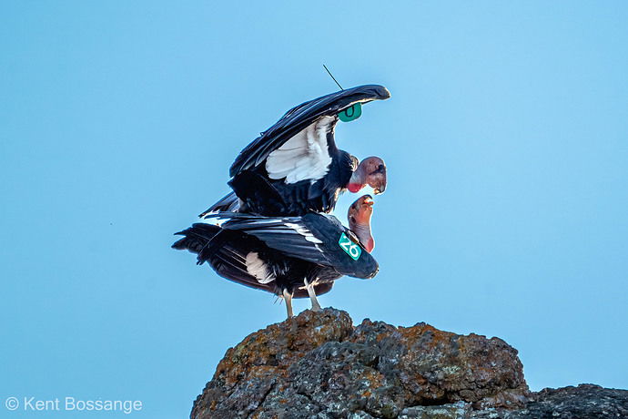Condors mating.jpg