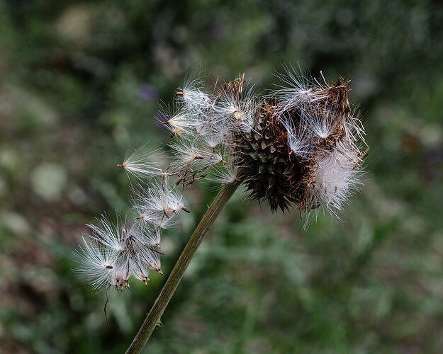 thistle-DSC_7732-Enhanced-NRcropped.v4