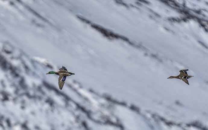 Mallards & a Mountain