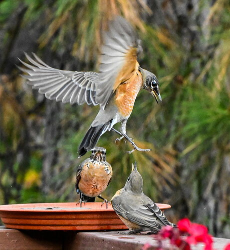 Original - ROBINS9:28.jpg