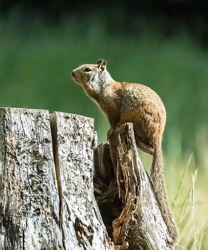 STUMPSQUIRREL.jpg