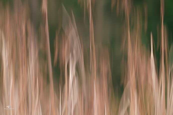 -20231212-_A1_2935-McLane Creek.jpg
