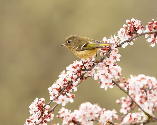 Ruby-Crowned Kinglet