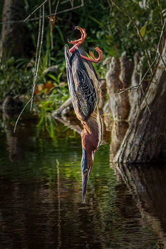 dcampbell-green-heron-dive2-peaceful-fl-2026-social-edit