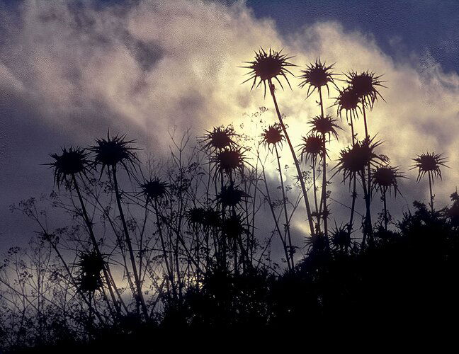 thistle-silouhette-copy