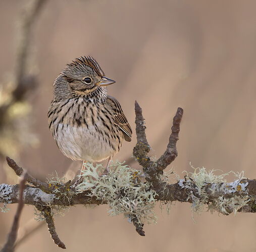 Lincoln's Sparrow-NPN.jpg