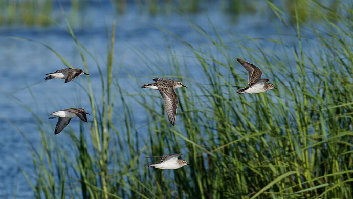 DSC_4257_DxO.jpg