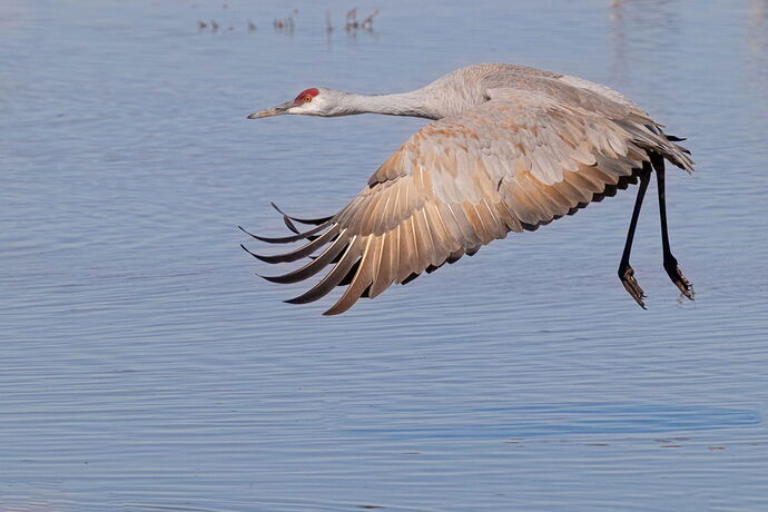 birds-whiterwater-1258-Edit