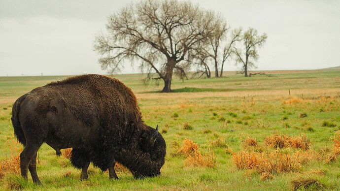 Bison_Trees