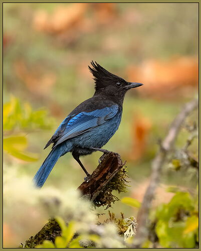 Steller's Jay-NPN.jpg