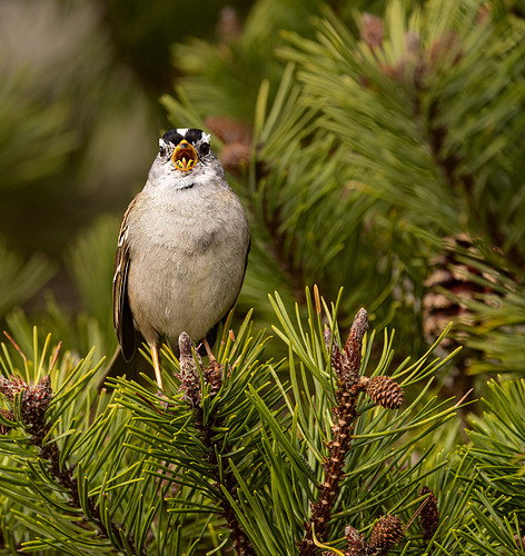 Original - White-crowned Sparrow_NPN.jpg