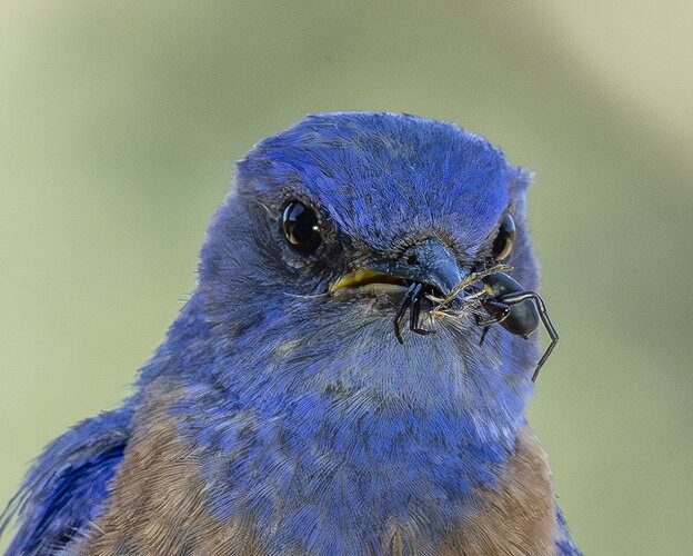 And a bonus capture:  You betta watch it lady, you could be next!