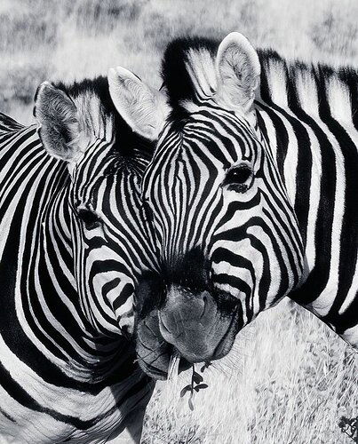 6-30-22 Mom & Child Zebra DSCF4968-large high key cropped sharpened rev-DM