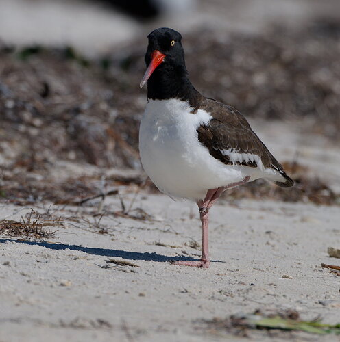 DSC_4933_DxO.jpg