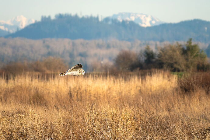 20260119_Washington_SkagitValley_Birds_573-001