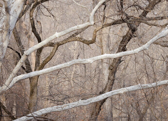 Woodland Tapestry Revised