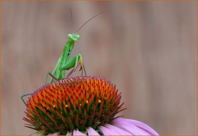 -20250718-_7R58585-Mantid-DxO_DeepPRIME 3-Edit.jpg