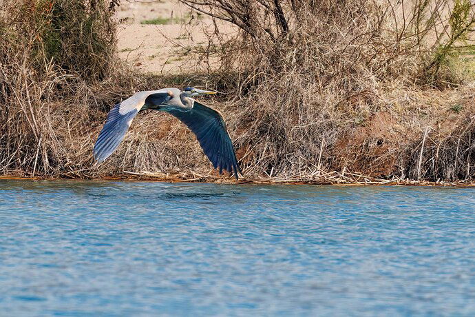 Blue Heron Getting Away.