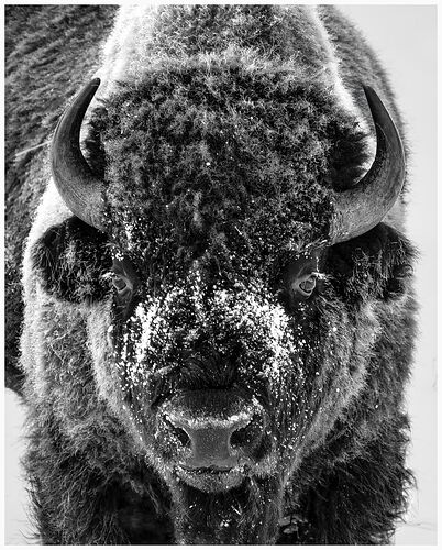Bison in Winter copy