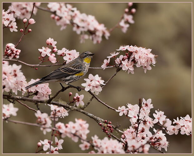 Yellow-rumped Warbler-NPN2.jpg
