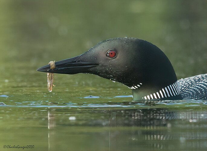 Common-Loon_w-_#2_CMG7524-2