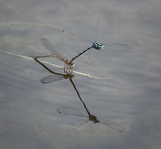 Damselflies ovipositing