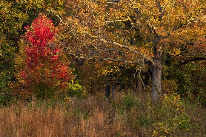 JMajureDSC_4293-HDR-MLDCrop