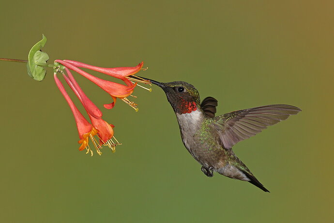 Ruby-throated Hummingbird 112