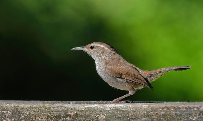 Bewick's Wren