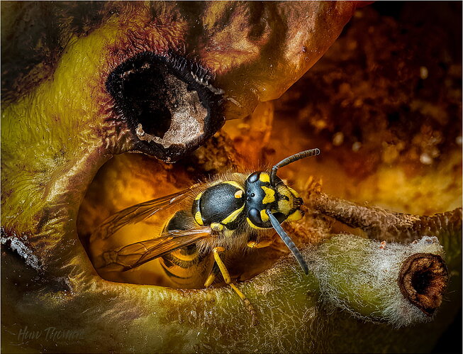 Original - WASP Apple 20250719-DSC01721-Edit.jpg