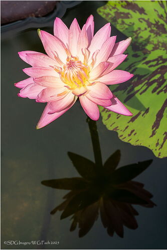 Lily-Haven-52265A7r3-25.jpg