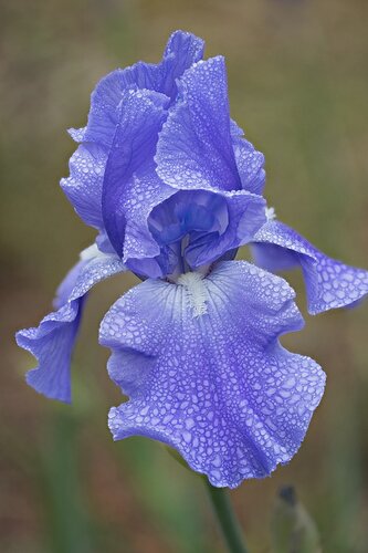 Iris in the rain