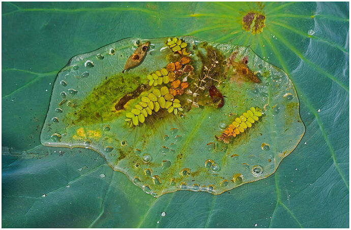 The-Floating-GardenFINAL