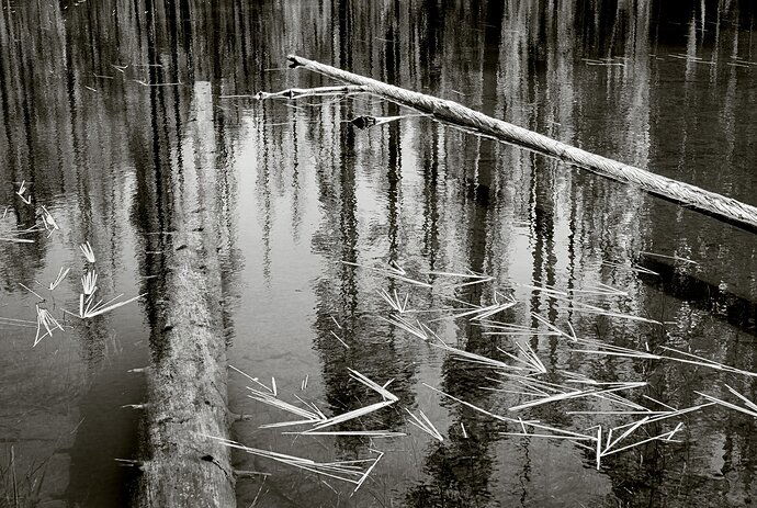 Fallen at the Edge of a Lake #4