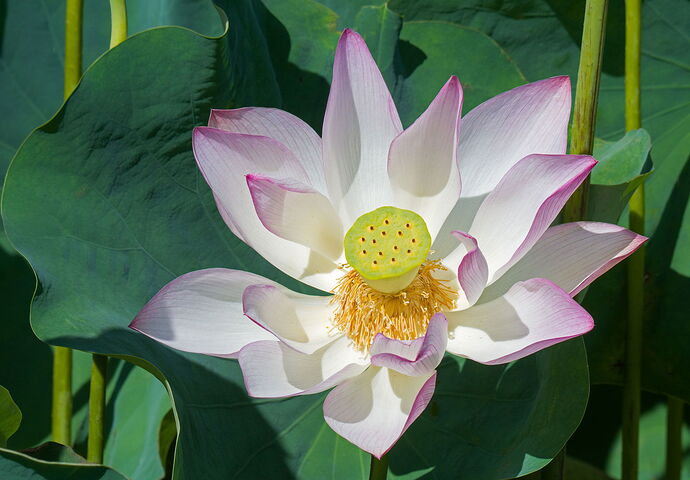 Lotus.jpg