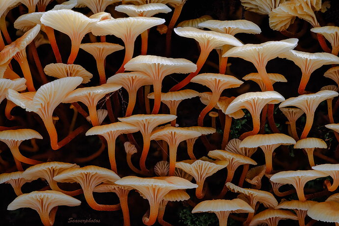 Original - Many Mycena.jpg
