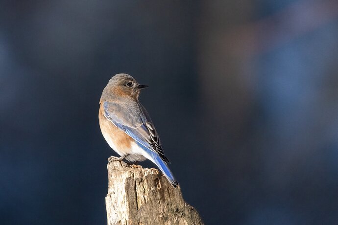 bluebird 3