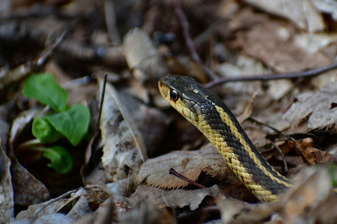 Snake original_MS