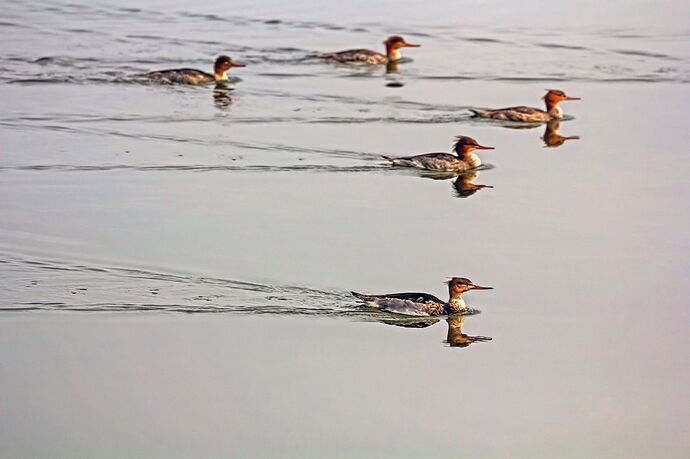 BolsaRedBreastFleetTD2