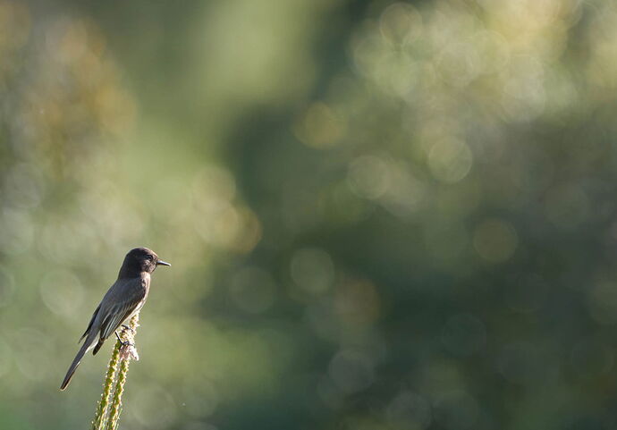 The Lone Phoebe