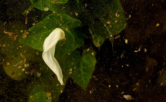 Angel Dreams 864A6362.jpg