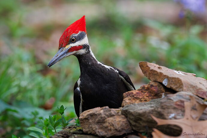 Pileated Woodpecker on the Ground.jpg