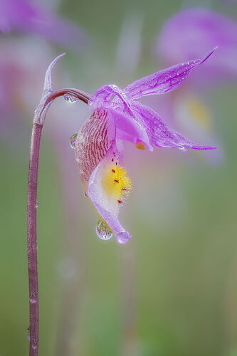 Vertical-Edit-3.jpg