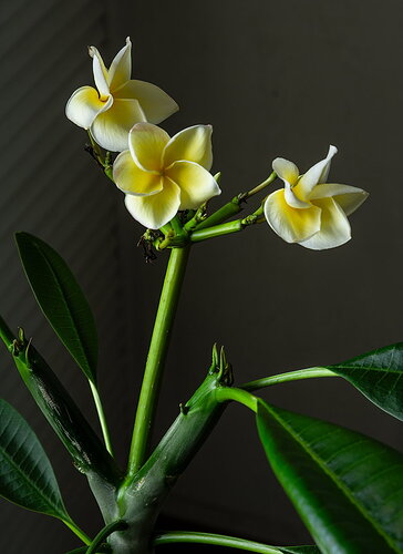 N-D7100-1812-1-npn.jpg